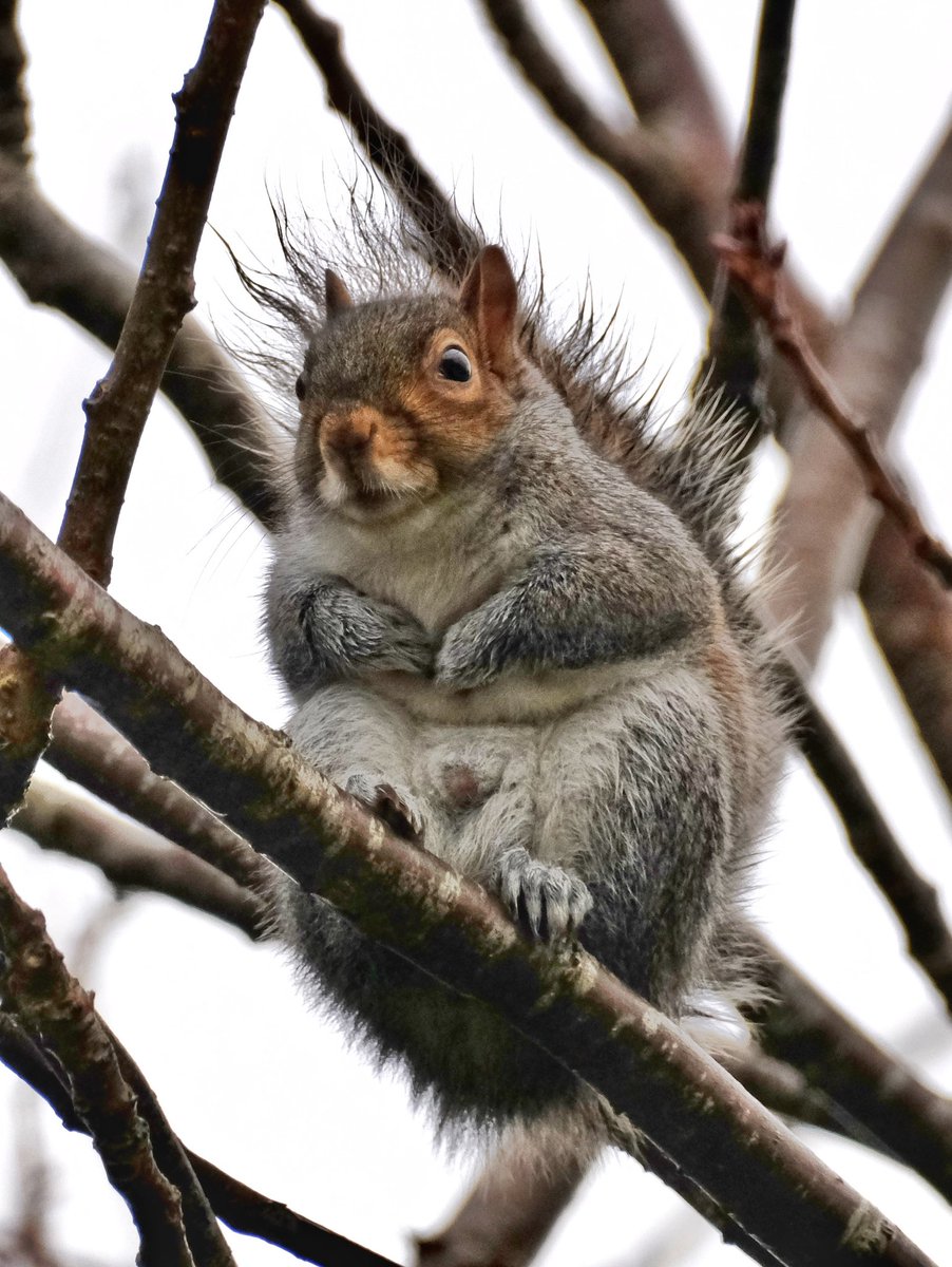 When you’re wet and grumpy.
#chesham #buckinghamshire #chilterns #aonb #countryside #chilternsaonb #garden #squirrel #squirrelsofinstagram #greysquirrel #funny #nature #wildlife #winter #rain #grumpy #upclose #juvenile