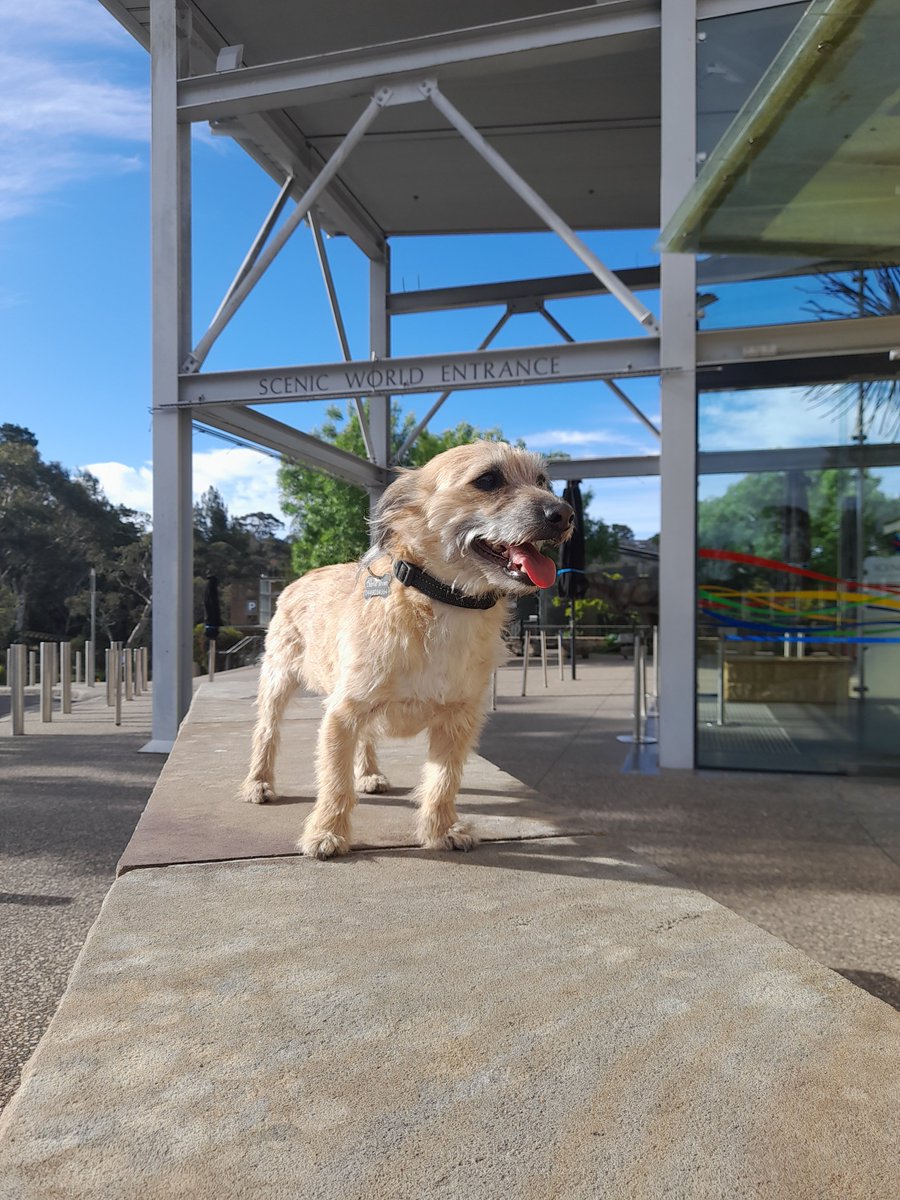 3DogsAust's tweet image. I want to ride the world's steepest Railway #ScenicWorld_Aus #bluemountains #dogsontrains #dogsaustralia Scenic World