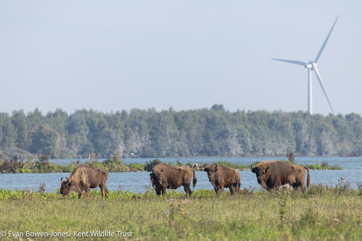 Netherlands landscape-scale #wilding ensures that 15% of land is managed for nature vs only 3% in the UK🌳

You can help by becoming a #Bison Benefactor to help give our biodiversity-boosting ecosystem engineers more space, just like the Netherlands👊.

kentwildlifetrust.org.uk/blog/bridging-…