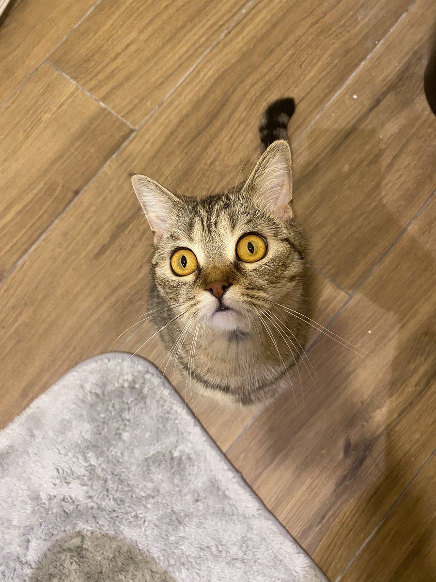 gulcehurkal's tweet photo. Çeyizim için almıştım ürün açıklamasında kedi yazdığı halde muhabbet kuşu göndermişler ancak sevdim iade etmicem. Kalıbı fotoğraftakinden daha küçük bir beden büyük almanızı öneririm. Pil ömrü ve bisküvi yapma hızı gayet iyi ancak bazen motoru çok ses çıkarıyor. Alın aldırın 👍🏻 https://t.co/6ZTrPM9ost