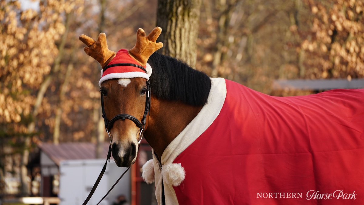 クリスマスシーズンを迎え、人気アトラクションの観光ひき馬、観光馬車