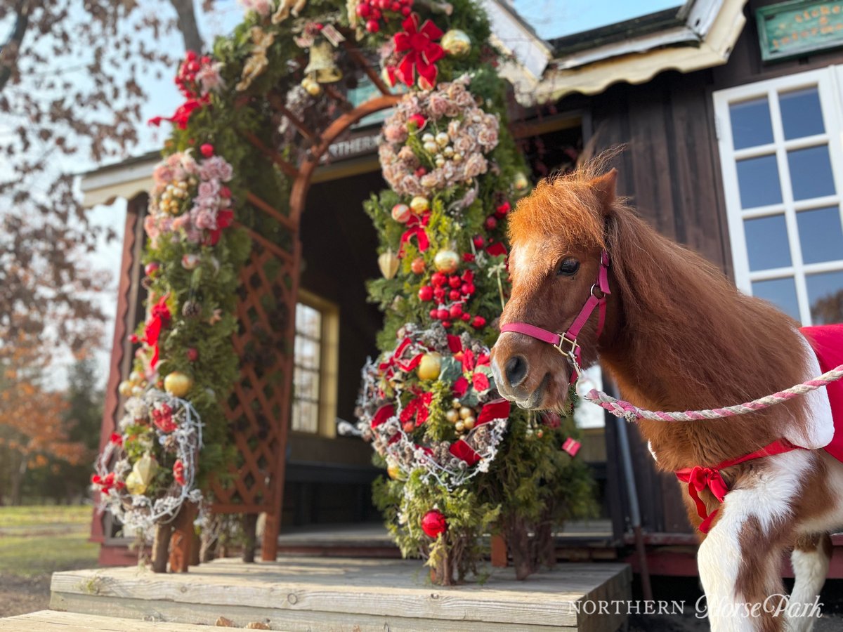 クリスマスシーズンを迎え、人気アトラクションの観光ひき馬、観光馬車