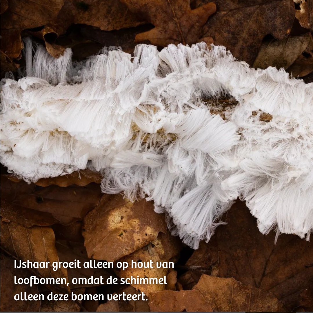 Heb jij al #ijshaar gespot? ❄️ Het bijzondere #natuurfenomeen dat je nu zomaar tegen kunt komen. Zelf op zoek? Je hebt de meeste kans in de ochtend, op schaduwrijke plekken.

Bedankt voor de prachtige foto’s!
📸 1+4: @wendys_83
📸 2: @tessavandergeer