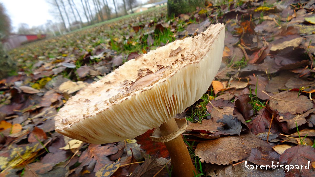 karensnaturephotography.blogspot.com/2023/12/paraso…
#parasolmushroom #mushroom #NaturePhotography #autumn2023