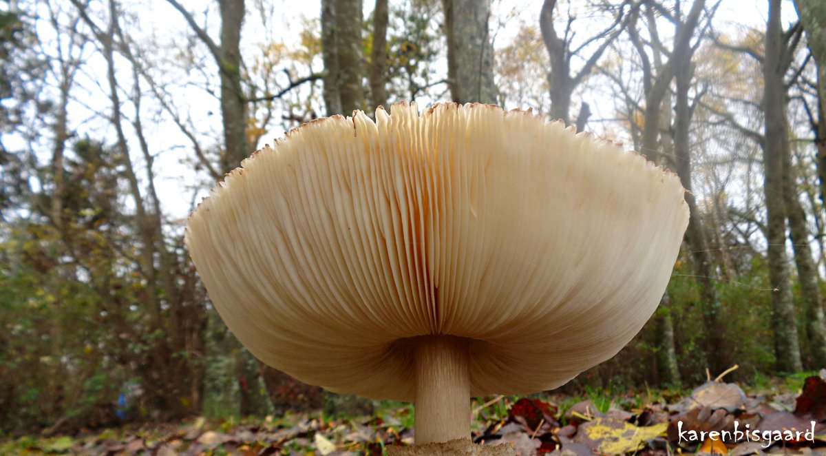 karensnaturephotography.blogspot.com/2023/12/paraso…
#parasolmushroom #mushroom #NaturePhotography #autumn2023