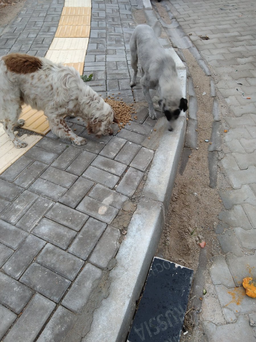 Sitemizde yaşayan minik dostlarımızı soğuklarda unutmadık ✨  #SehzadelerŞehriManisa