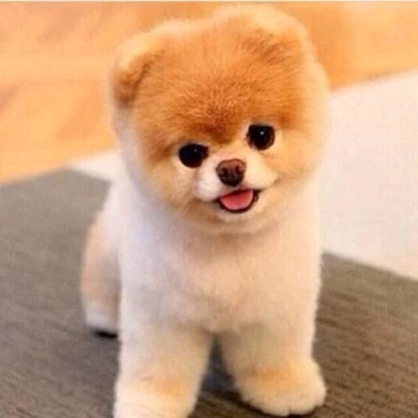 Deshasm (@deshasm195715) on Twitter photo 