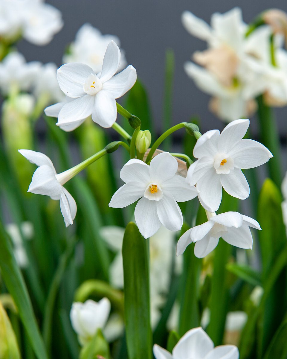 Bulbs4Kids_CA's tweet photo. Daffodils: just add water. The easiest daffodil to force into bloom is called the “Paperwhite”. And its flowers really are as white as paper. Anyone can grow these flower bulbs – and quickly, too. You don’t even need potting soil. Read more: https://t.co/OeOx5jn6Do https://t.co/ZOjcUkelfn