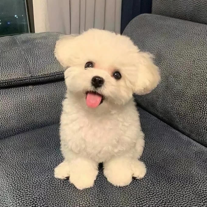 Sinorec (@sinorec145723) on Twitter photo 