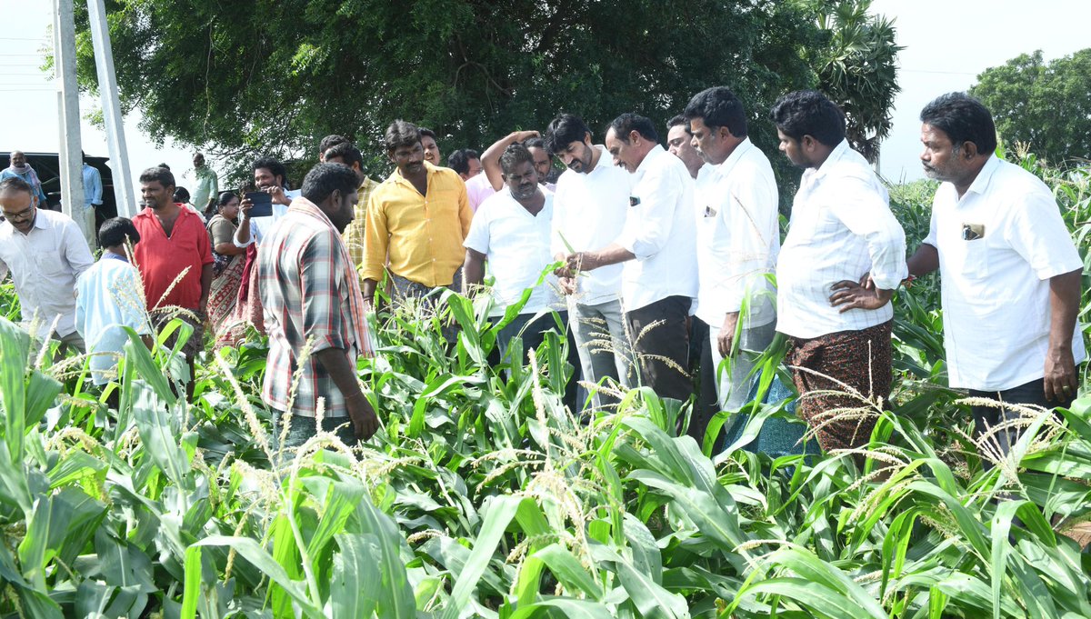 KCBachina's tweet photo. అద్దంకి మండలం, చిన్నకొత్తపల్లి గ్రామంలో మిచౌంగ్ తుఫాన్ ప్రభావంతో నీటిలో మునిగిన వరి మరియు మొక్కజొన్న పంట పొలాలను పరిశీలించి అన్ని విధాలుగా ప్రభుత్వం నుండి (1/2)

#bachinakrishnachaitanya #CMYSJagan #YSRCongressParty #BKC #addanki #TeamBKC https://t.co/8wmSMXom3t