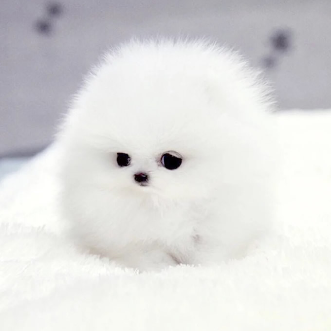 Thendoo (@thendoo586062) on Twitter photo 