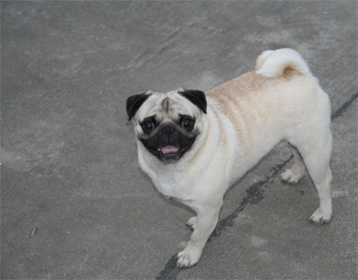 Tearosh (@tearosh48820) on Twitter photo 