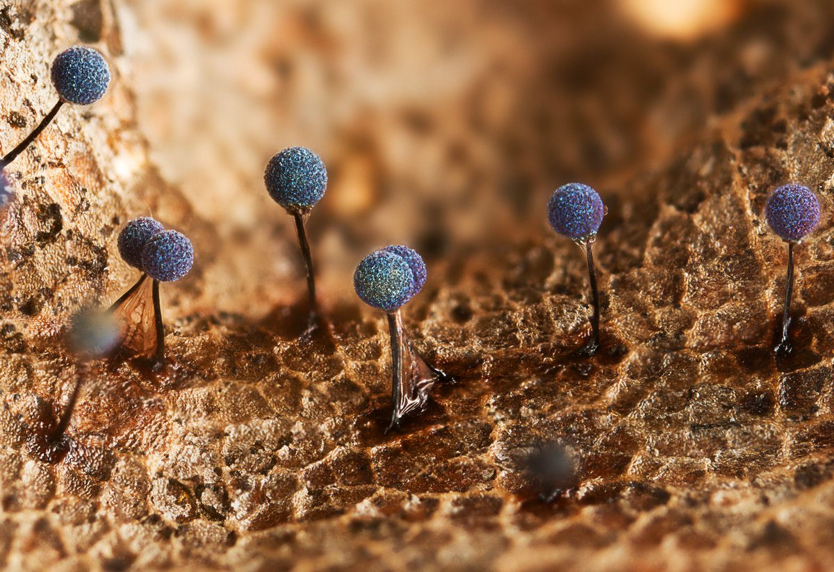 We’re excited to announce the winning entries of the #RSPphotocomp 2023! Follow along as we reveal the beautiful winning images of each category. Starting with Microimaging and overall winner, Martian landscape by Irina Petrova Adamatzky 🎉