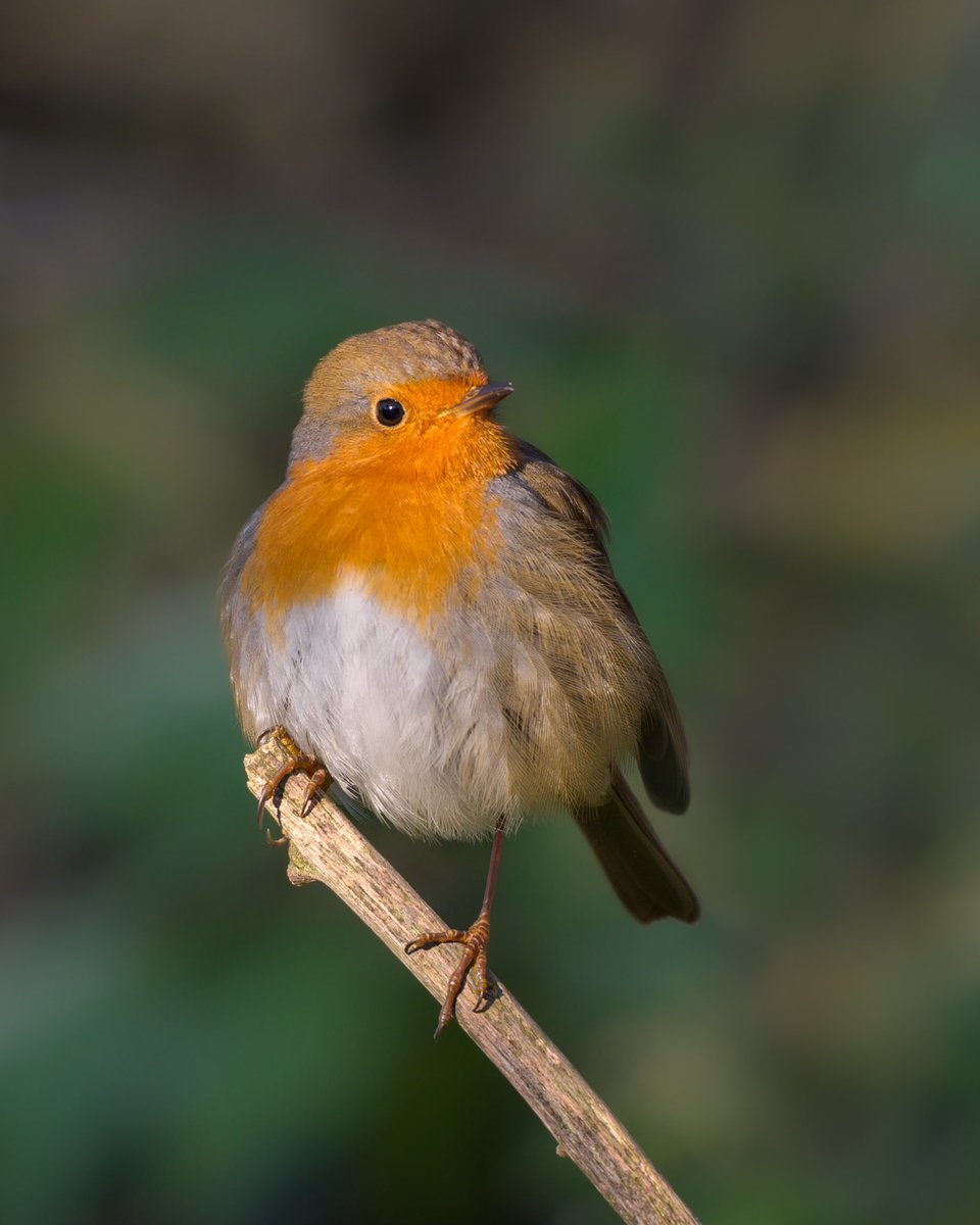 European Robin with a glance of the last sunlight… Love how the light colors up it’s feathers!