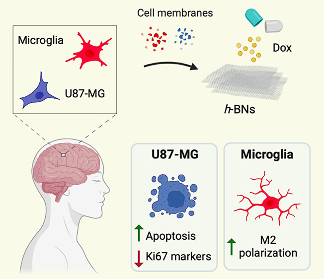 CiofaniGianni's tweet photo. hBN nanoflakes as drug carriers and microglia modulators: Our work in collaboration with #BeDimensional
https://t.co/0tR1ws3L5S
@IITalk https://t.co/d3yJRTNQTc