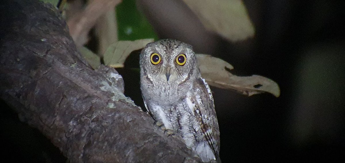 Oriental Scops Owl photographed by our guide Nan Ladong whilst on a birding tour in November 2023. 

samveasna.com

#BirdsOfTwitter #BirdsSeenIn2023 #birds #birding #Cambodia #birdwatching #birdtour #NaturePhotography #birdphotography