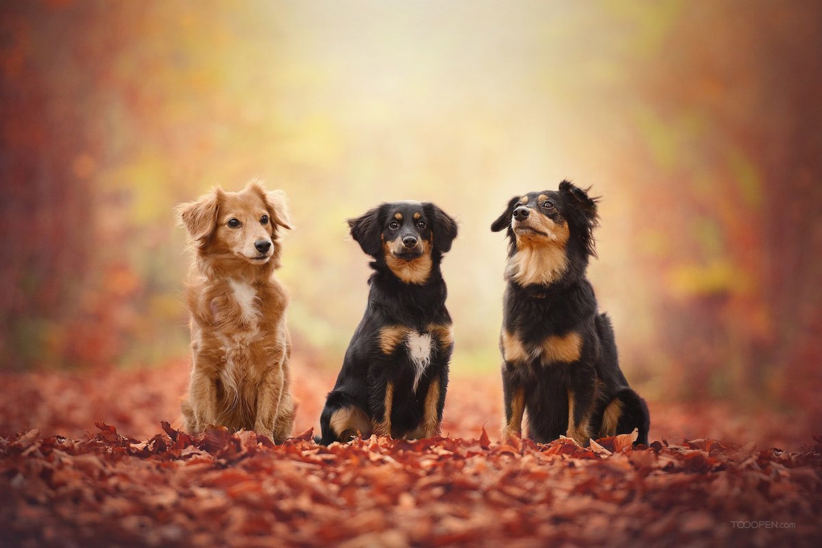 Sestel (@sestel145698) on Twitter photo 