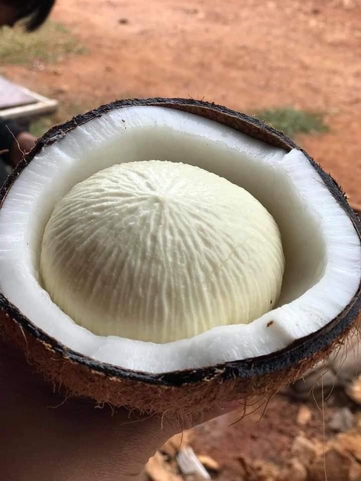 Den Lanang tweet media