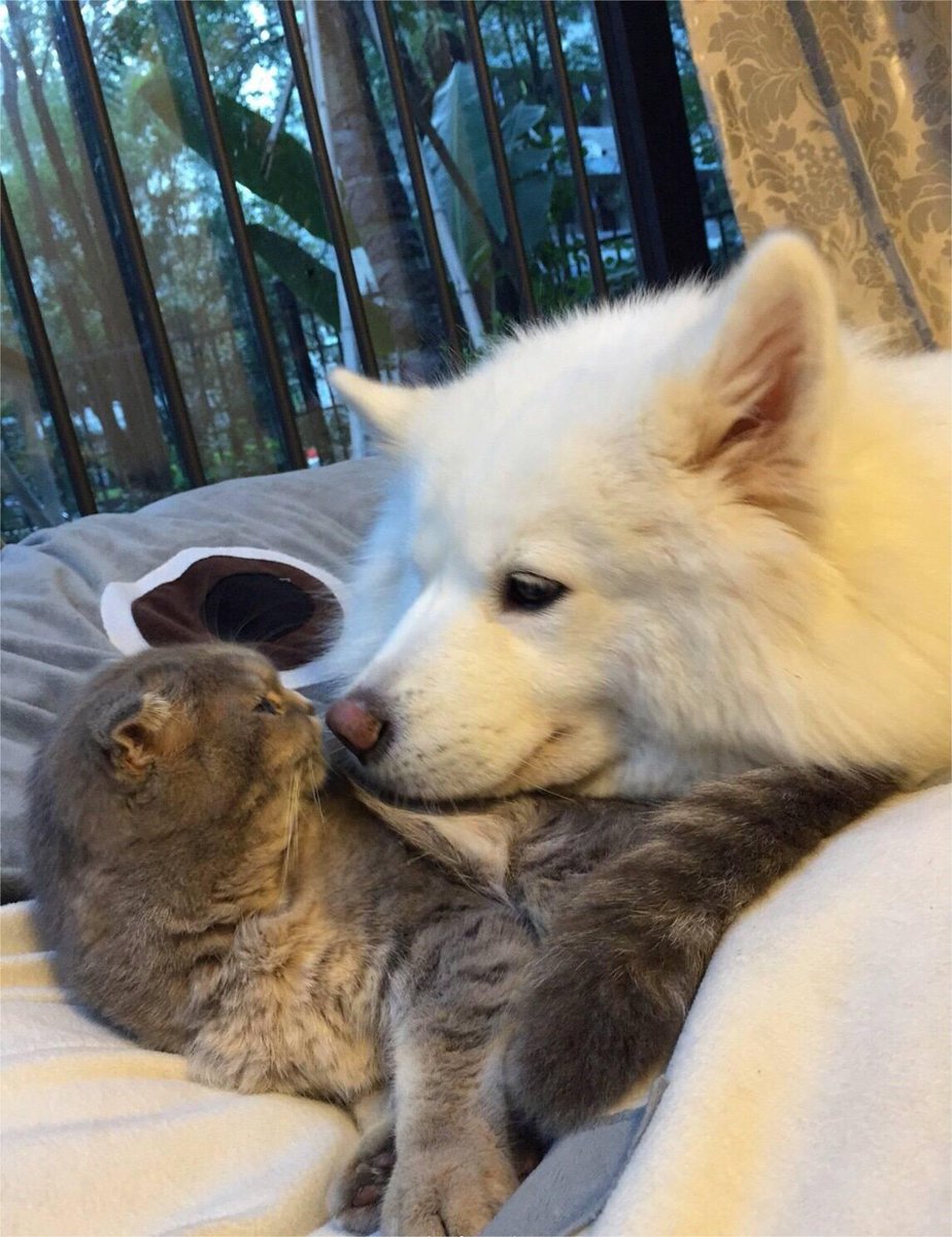 Peesy (@peesy598701) on Twitter photo 