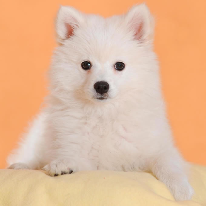 Thysis (@thysis282045) on Twitter photo 