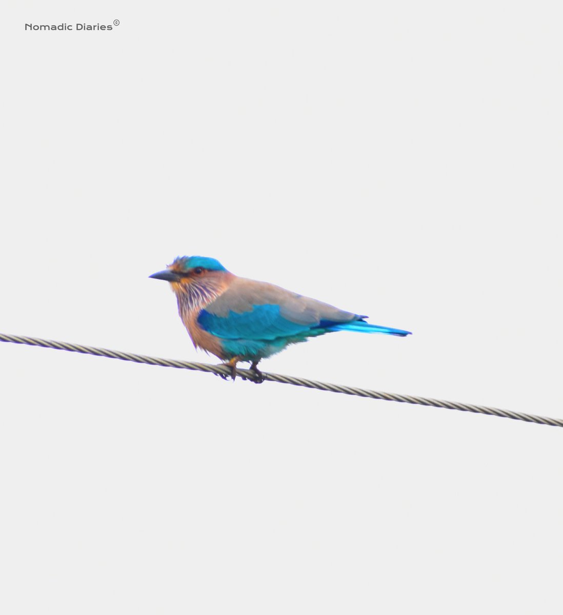 Xpresso2023's tweet photo. Feeling lucky to spot this unique bird and take a snap of it 😇😍

Do you know which bird this is? 🪺

This is an 'Indian Roller' , a brightly colored bird with various shades of blue on the wings, tails, and belly that are often more prominent in flight.  🪶🐦

They are often seen along roadside trees, electric wires and in open grasslands. 🌲🎋
@IndiAves 
#birds #birdphotography #Bengaluru #birdwatching #IndiAves #IndianBirds #Wednesdayvibe
