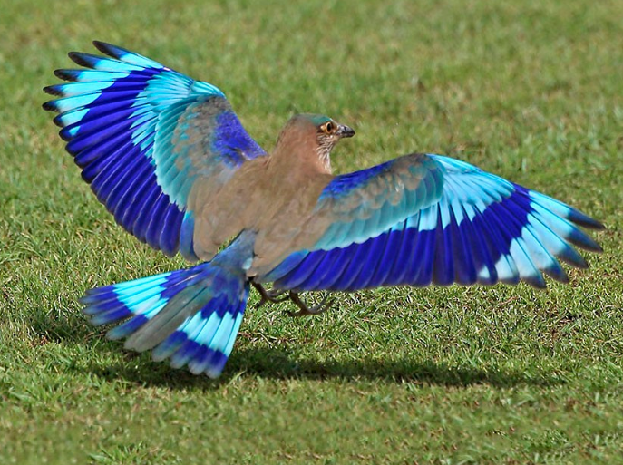 Xpresso2023's tweet photo. Feeling lucky to spot this unique bird and take a snap of it 😇😍

Do you know which bird this is? 🪺

This is an 'Indian Roller' , a brightly colored bird with various shades of blue on the wings, tails, and belly that are often more prominent in flight.  🪶🐦

They are often seen along roadside trees, electric wires and in open grasslands. 🌲🎋
@IndiAves 
#birds #birdphotography #Bengaluru #birdwatching #IndiAves #IndianBirds #Wednesdayvibe