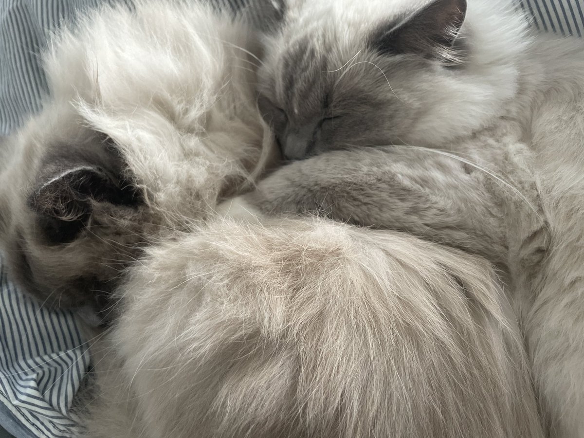 reaplly's tweet photo. kitties https://t.co/TH1gpf63RT