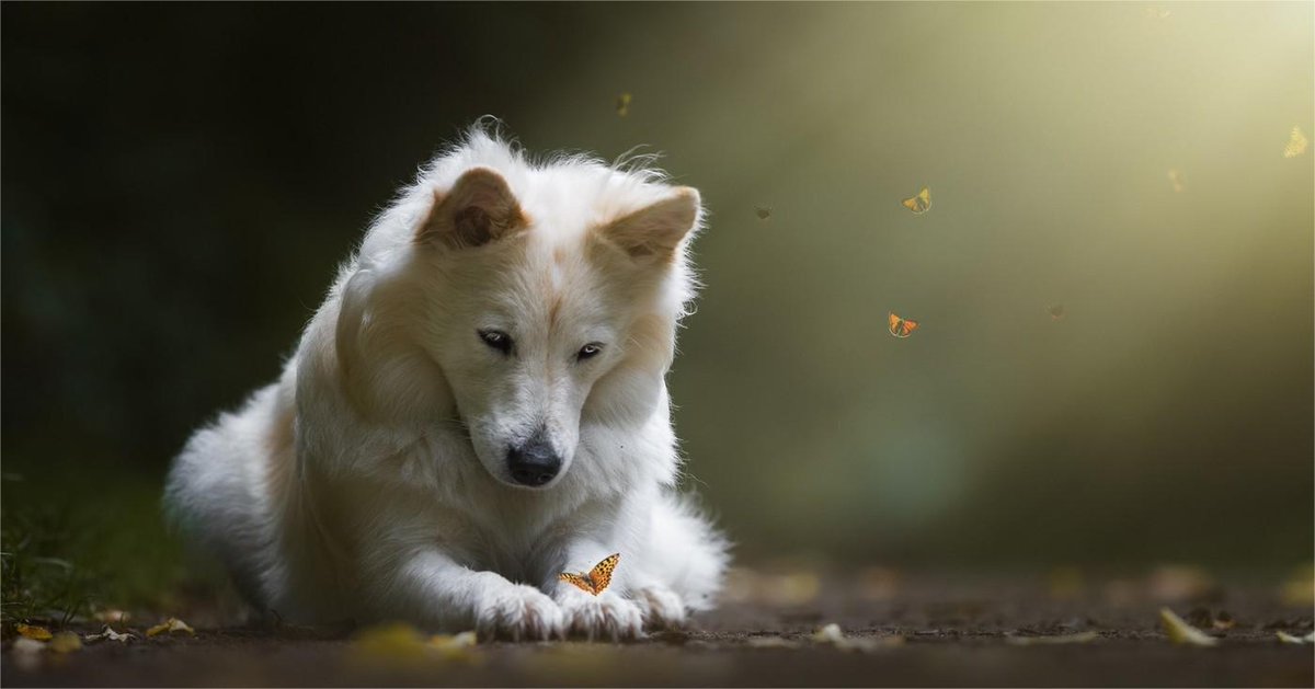 Nasmeigh (@nasmeigh24871) on Twitter photo 