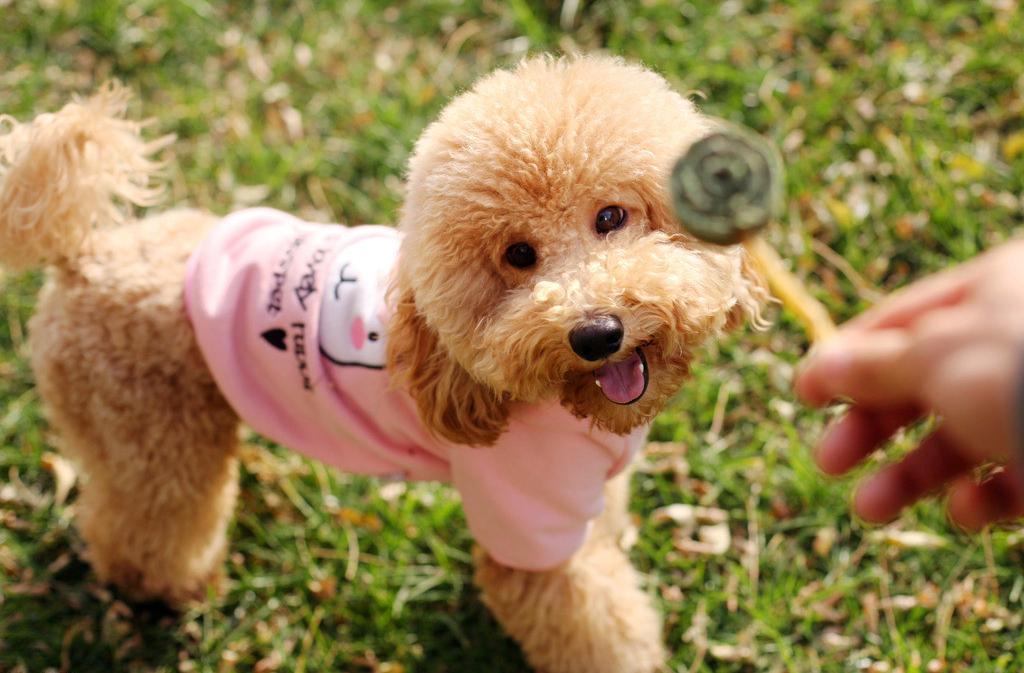 Pyteyt (@pyteyt115276) on Twitter photo 