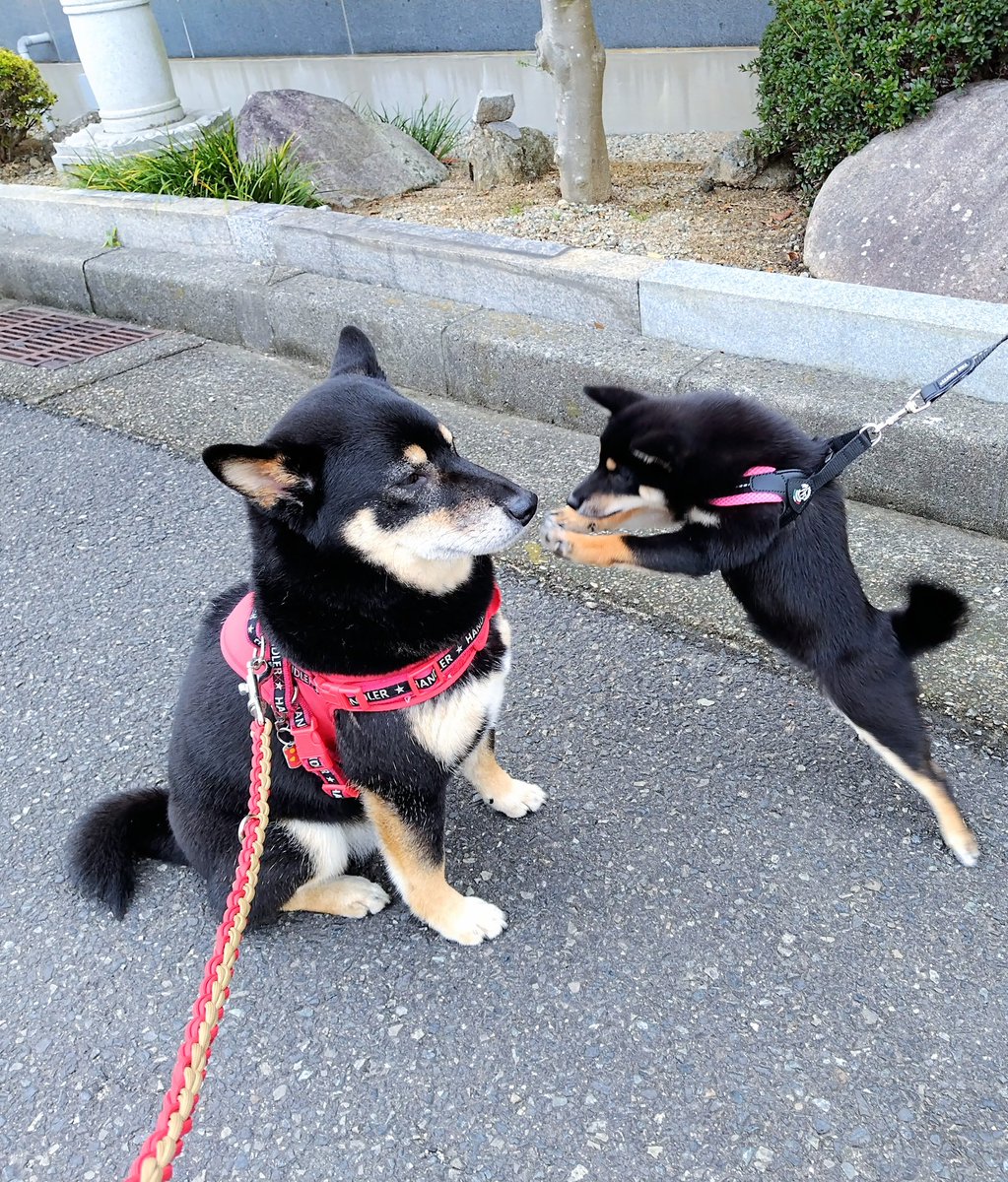 黒柴さてつ (@nonbirisatetu) / Posts / X