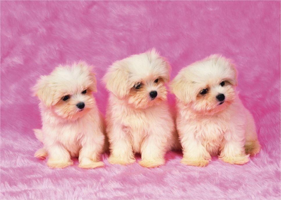 Smeset (@smeset241520) on Twitter photo 