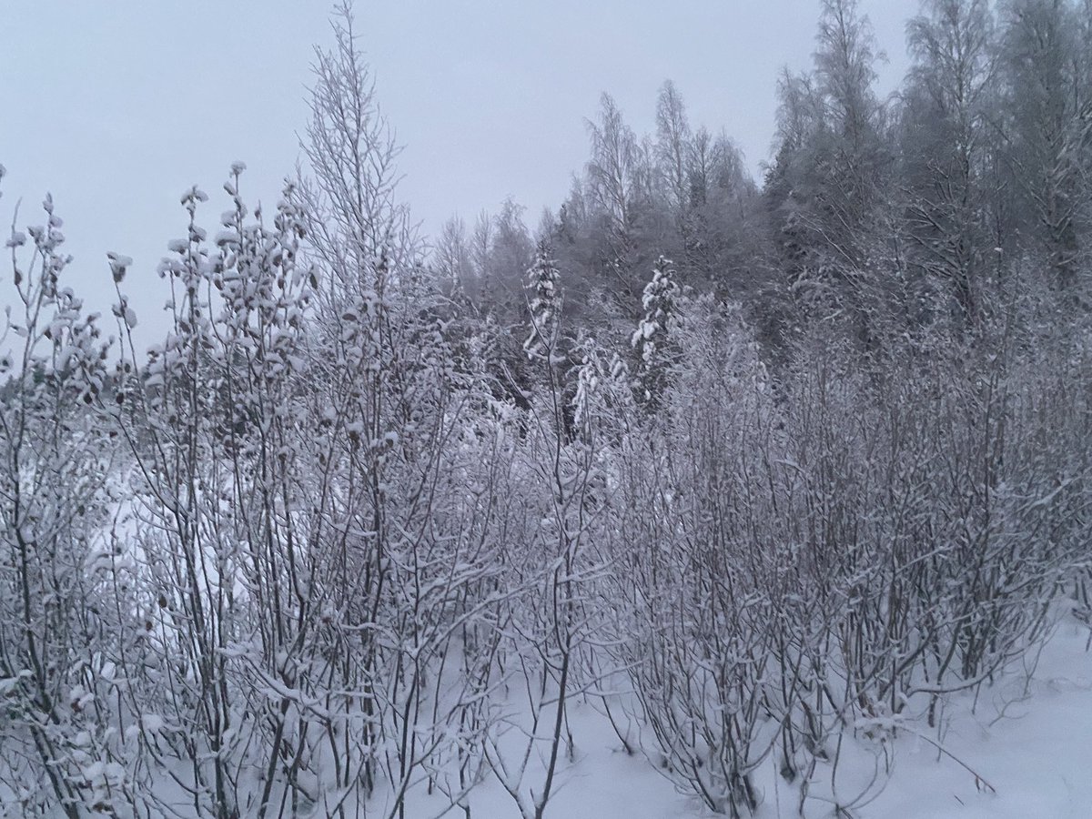 ophakkar's tweet photo. Hyvää itsenäisyyspäivää!!🇫🇮🇫🇮🇫🇮 https://t.co/4b3HFE9d8y