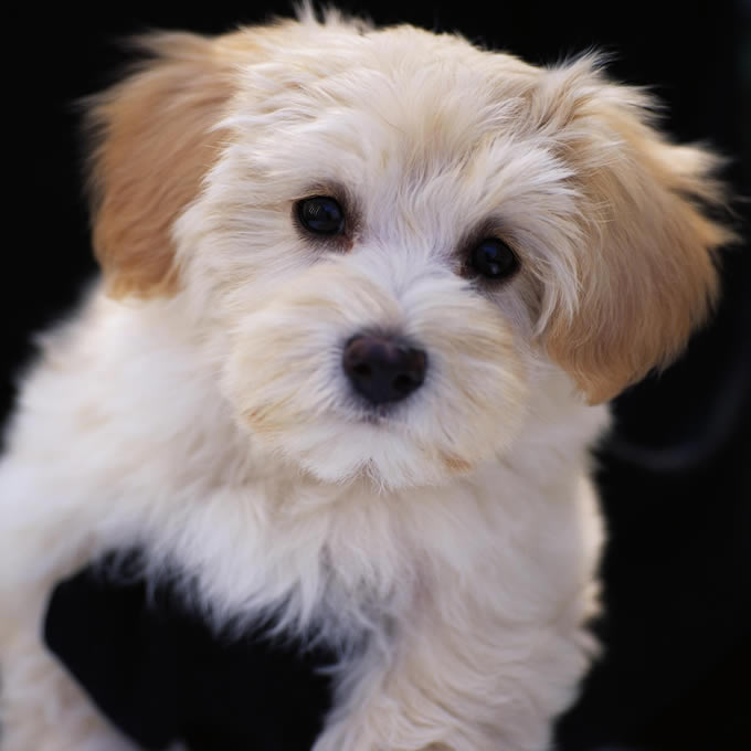 Shene (@shene925034) on Twitter photo 