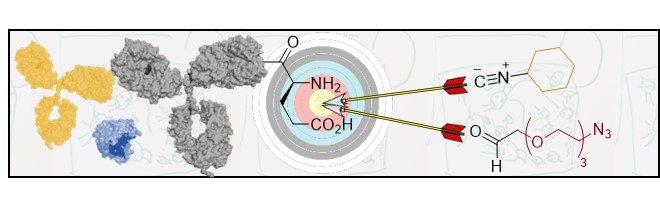 "𝑻𝒉𝒆 𝑼𝒈𝒊 𝑺𝒕𝒓𝒊𝒌𝒆𝒔 𝑩𝒂𝒄𝒌" 
Extremely proud to report our follow-up study on the application of the Ugi reaction to protein conjugation, this time with ✨𝐬𝐢𝐭𝐞-𝐬𝐞𝐥𝐞𝐜𝐭𝐢𝐯𝐞 𝐜𝐨𝐧𝐝𝐢𝐭𝐢𝐨𝐧𝐬✨
shorturl.at/jkwGS