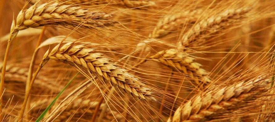 buff.ly/4a4erLN 
Afghanistan Achieves 13% Increase in Wheat Production, Ministry Reports