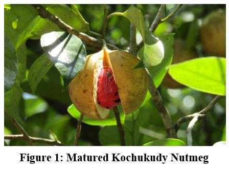 curr_agri_res's tweet image. Identification of Mature Nutmeg using Colour Space Segmentation Algorithm
bit.ly/47X4qOo
#ColorDetection #ColourSpacemethod #EdgeDetectioalgorithm #MatureNutmeg #Agriculture #climatechange #AgriculturalSciences #agtech #Agronomy #PlantBreeding #PlantGenetic