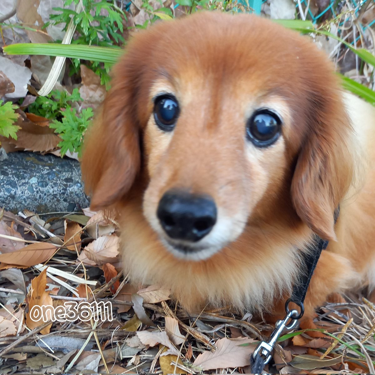 さぶろう・ザ・じぇんとるまん tweet media