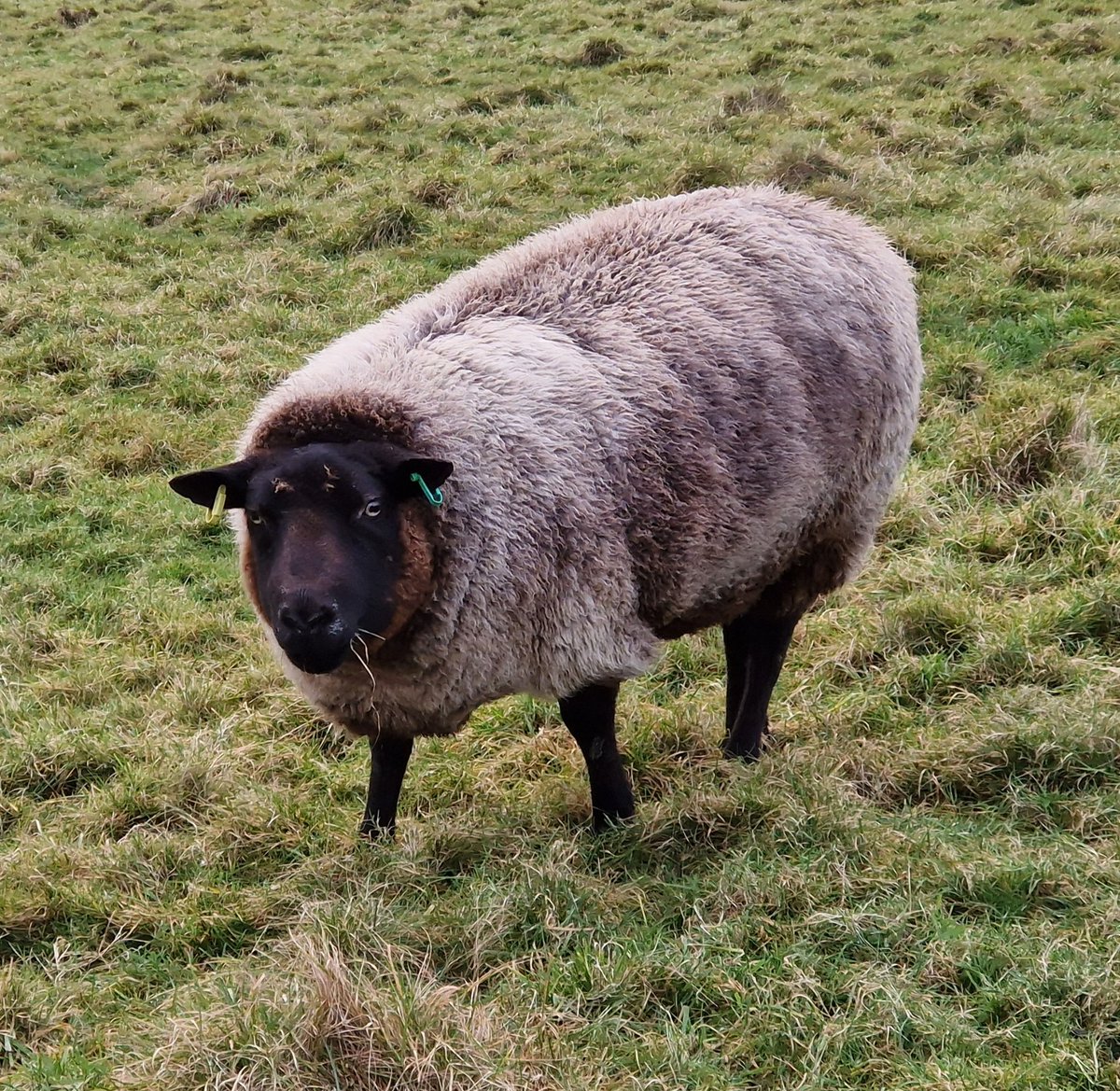 Crystal ⭐️❤️

She is a twin sister to Coral and Auntie to Lucinda who we saw yesterday

#animalsanctuary #sheep365 #sheep4life #texelsheep #nonprofit #Amazonwishlist #family #winter #animallovers #foreverhome #sponsorasheep 

woollypatchworkshe.wixsite.com/website