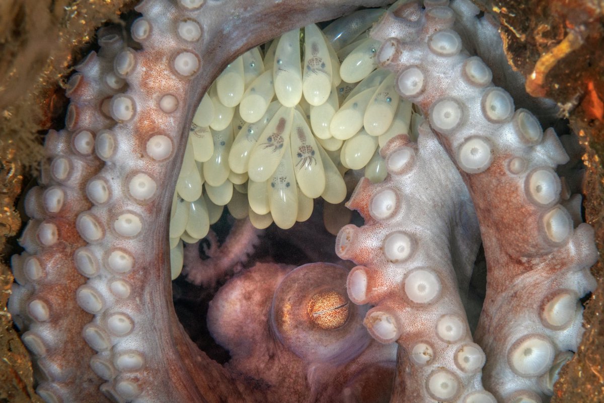 Octopus Mother - Kat Zhou