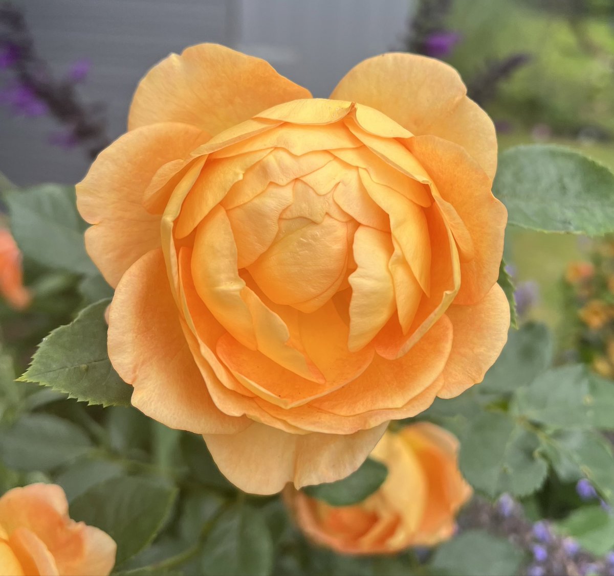 Day 6 of #ARoseADay for #Advent, here’s Lady of Shalott which I added to my new planter this summer. Have a great day everyone, stay safe 🧡🌹🥀❄️ #RoseWednesday #Roses23 #Advent2023 #MyGarden #GardeningX