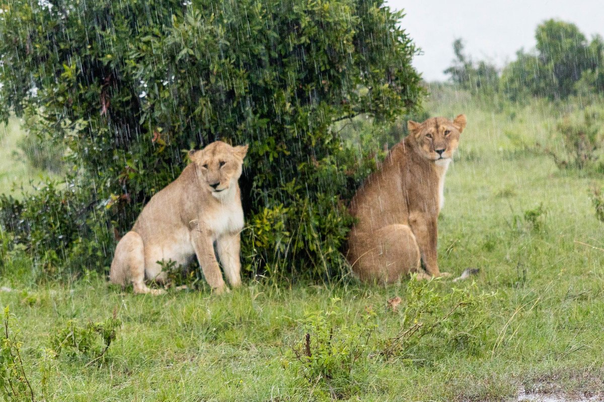 [6/6]  
After a long day full of learning and engagement, the fellows got an opportunity to observe the conservation efforts in the Maasai Mara National Park and explore the flora and fauna.
During the adventure, the team spotted 2 of the Big 5: lions and buffaloes, and hippos,