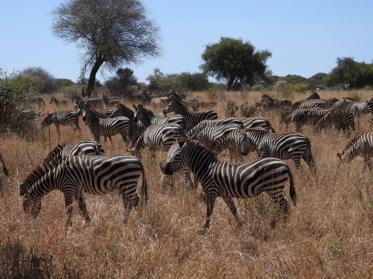 Zebras showcasing nature's black and white elegance as they graze on the African savannah.

#travelgram #wanderlust #adventure #wildgeography #tanzaniaparks #onlyafrica #experiencetheworldinauniqueway #africansafari #traveltanzania #luxurysafari #travel #360extremeadventures