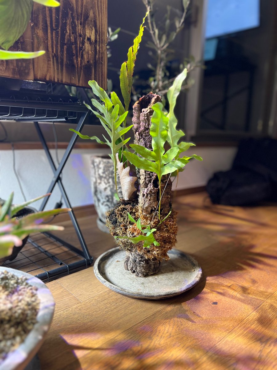 boolean_iwata's tweet image. コルクを幹にしてなんとか自立したドリナリア