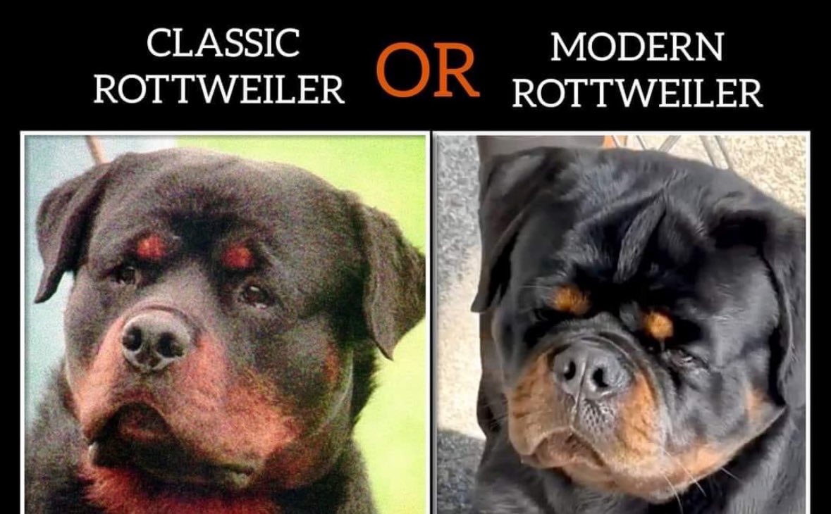 ensinadog's tweet photo. Qual você prefere? https://t.co/9sGx05TA0y