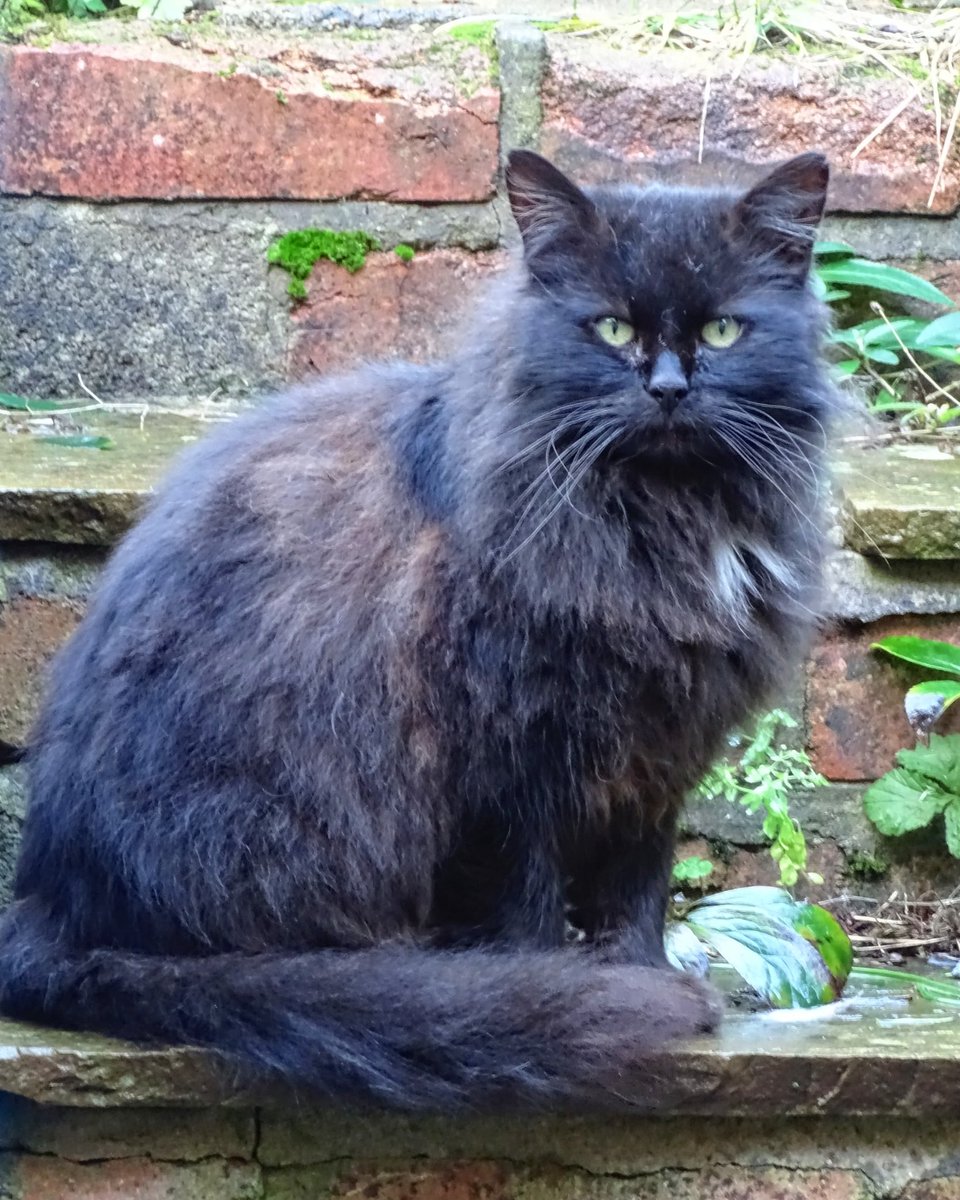 Vinnie on Whiskers Wednesday #cat #blackcat #fluffycat #furrycat #whiskers #wednesday #whiskerswednesday #notmycat #feline #felinefriends #furryfriends #yorkshirewolds #eastriding #eastridingofyorkshire