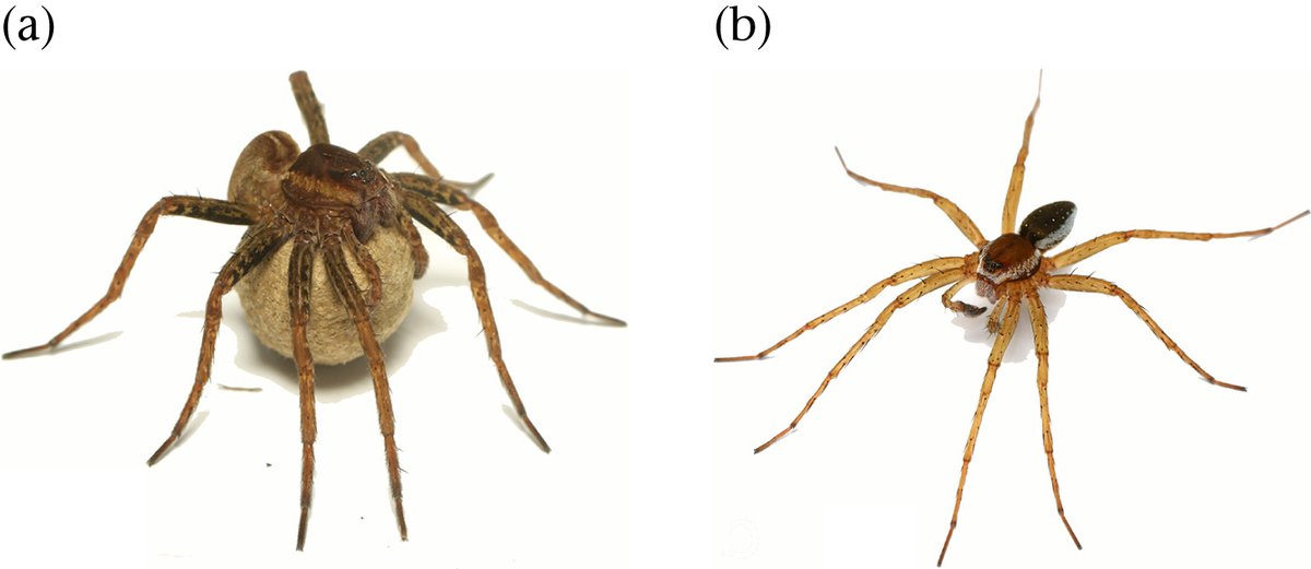 In a new study on Dolomedes fimbriatus, we unveil intriguing sex differences in behavior: females show higher boldness, voracity, and attack prob. compared to males. Age and body mass play key roles, hinting at a feedback loop between assets and behavior. ezlab.si/post/behaviour…