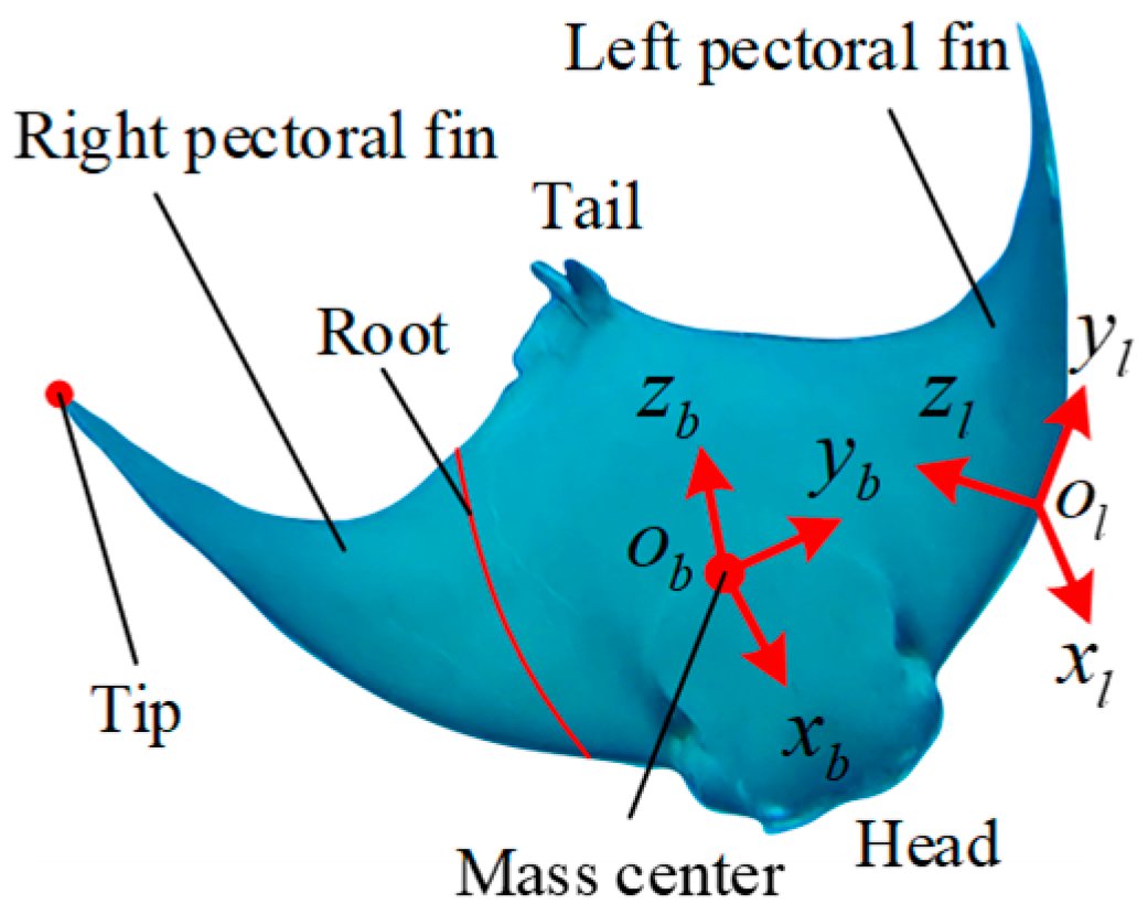 JMSE_MDPI's tweet photo. #HighlyAccessedPaper

Asymmetrical #OscillatingMorphology #HydrodynamicPerformance of a Novel #BionicPectoralFin https://t.co/y5V0wTBBSl #mdpijmse via @JMSE_MDPI @NPUintl

@MDPIBiologySubj @MDPIEngineering 
#roboticfish https://t.co/H3v7gCPMzD