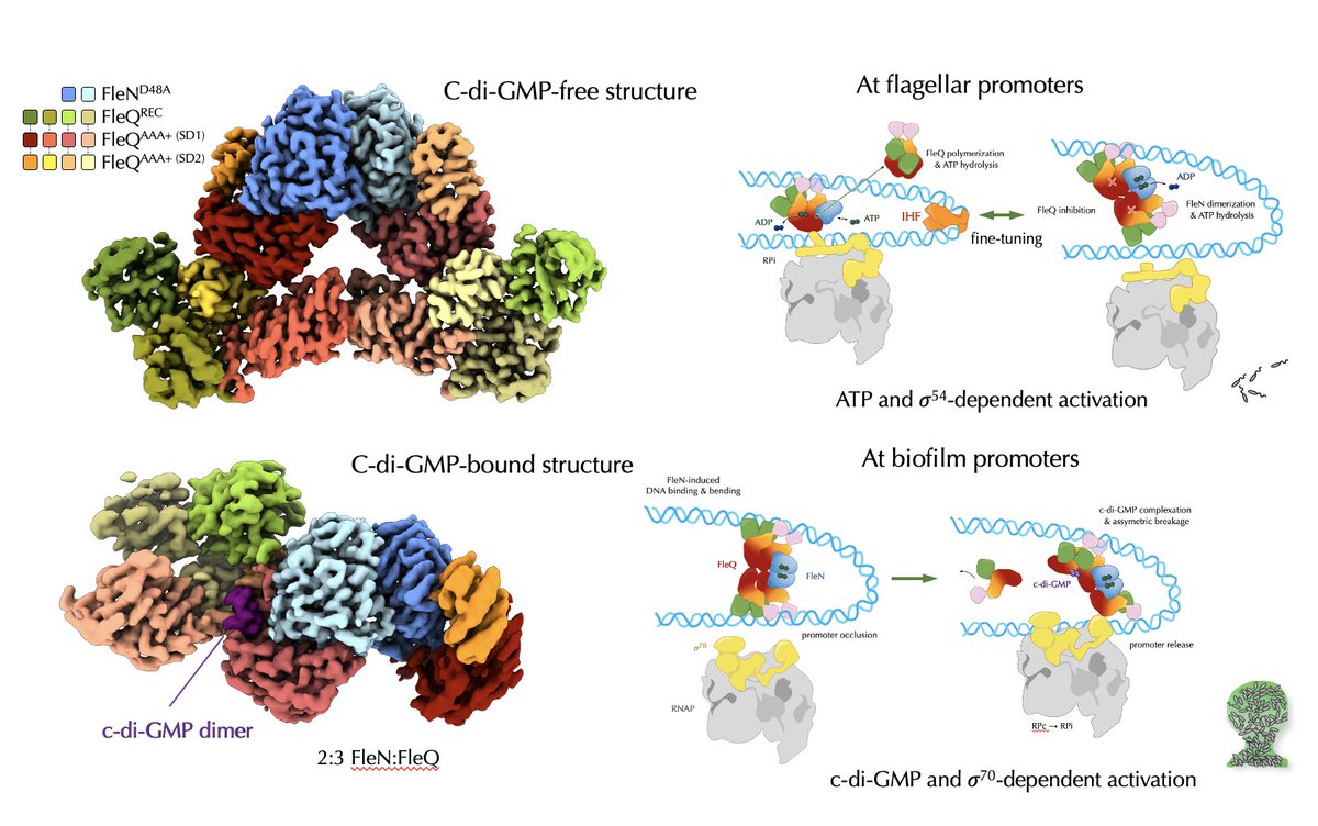 Petya Krasteva (@krastevalab) on Twitter photo Apparently our latest paper just came out 🤩! Structures of the P. aeruginosa FleQ-FleN master regulators reveal large-scale conformational switching in motility and biofilm control. <a href="/PNASNews/">PNASNews</a> <a href="/ERC_Research/">European Research Council (ERC)</a> <a href="/iecb_bordeaux/">Institut Européen de Chimie et Biologie</a> <a href="/univbordeaux_EN/">University of Bordeaux</a> <a href="/CNRSbiologie/">CNRS Biologie</a>.
pnas.org/doi/abs/10.107… Apparently our latest paper just came out 🤩! Structures of the P. aeruginosa FleQ-FleN master regulators reveal large-scale conformational switching in motility and biofilm control. <a href="/PNASNews/">PNASNews</a> <a href="/ERC_Research/">European Research Council (ERC)</a> <a href="/iecb_bordeaux/">Institut Européen de Chimie et Biologie</a> <a href="/univbordeaux_EN/">University of Bordeaux</a> <a href="/CNRSbiologie/">CNRS Biologie</a>.
pnas.org/doi/abs/10.107…