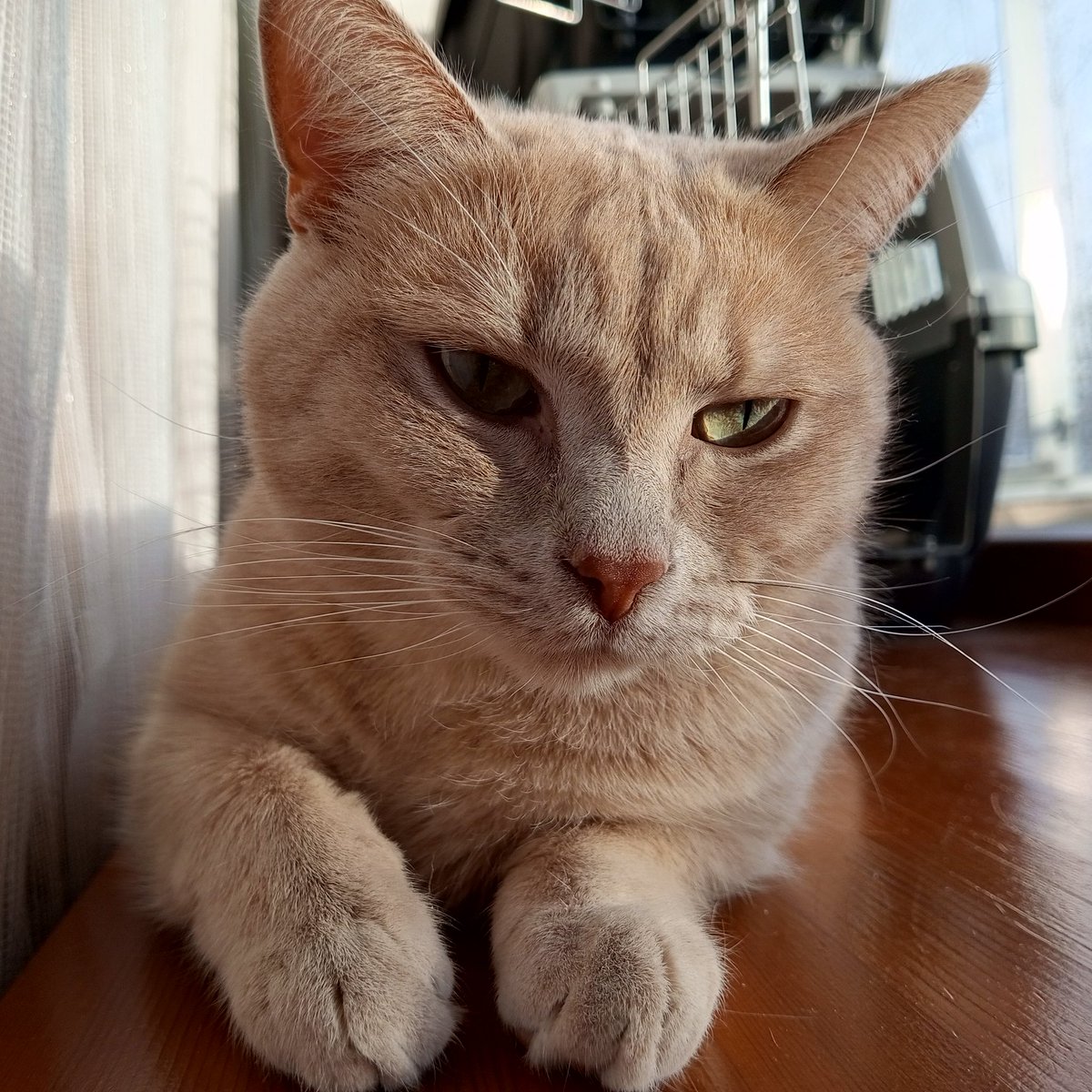 maltysel 🐈🐈‍⬛ tweet media