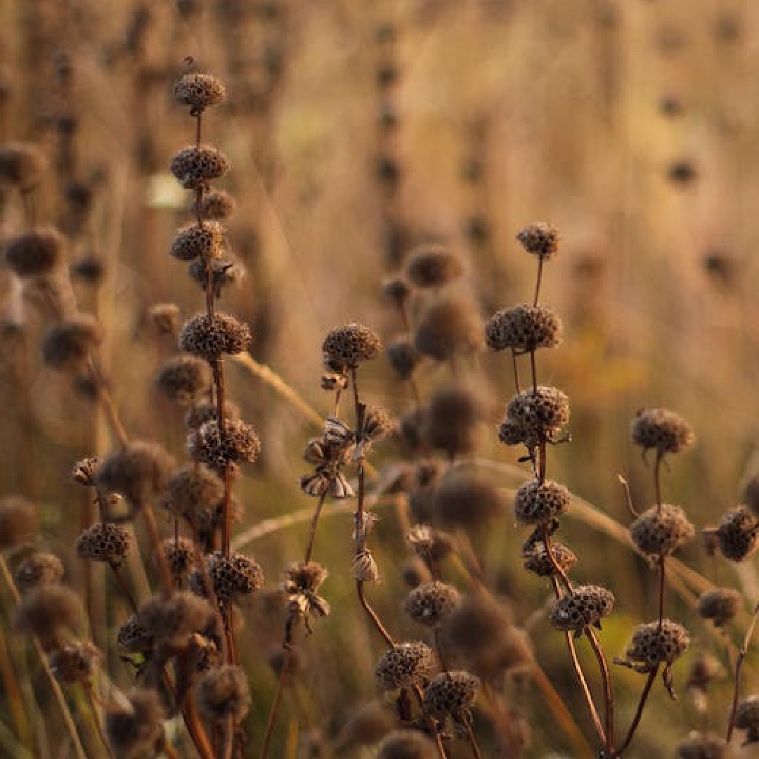 Over winter, leaving seed heads in place provides shelter for insects like Ladybirds, and food for seed-eating birds such as Goldfinch.